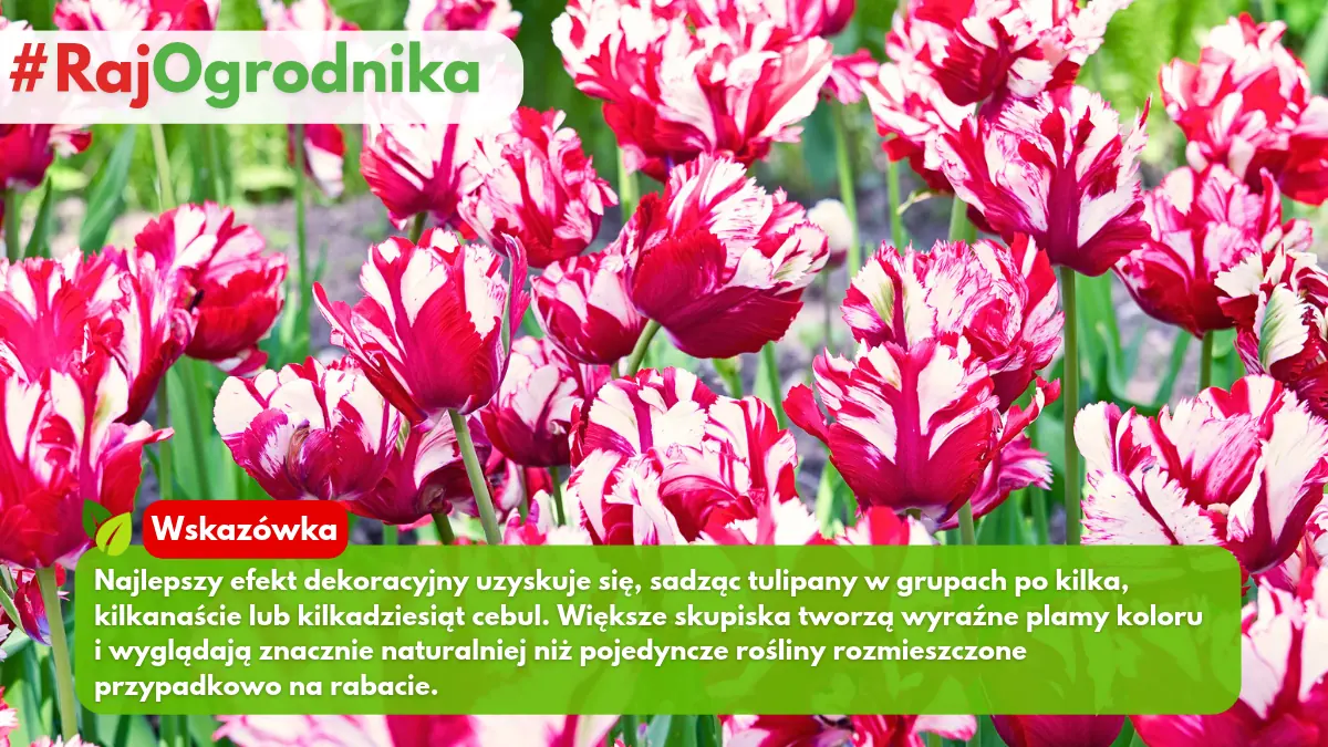 Kompozycje z tuipanów w ogrodzie kwiatowym sklep rajogrodnika